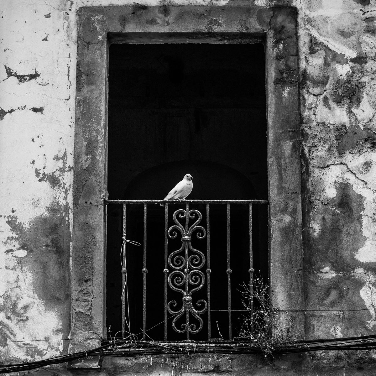 paloma blanca en su casa